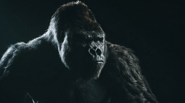 Two Gorillas In A Dark Room — Stock Photo