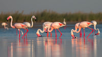 flamingos in a line walking across water with long legs and pink feathers against a backdrop of reeds and sky - Stock Video