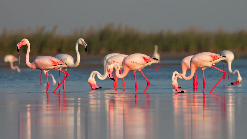 flamingos in a line walking across water with long legs and pink feathers against a backdrop of reeds and sky - Stock Video