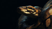 A Close Up Image Of A Snake With An Open Mouth Showcasing Its Scales And Teeth — Stock Photo