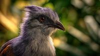 A Bird With Purple Feathers Is Perched In A Natural Setting A Forest Jungle — Stock Photo