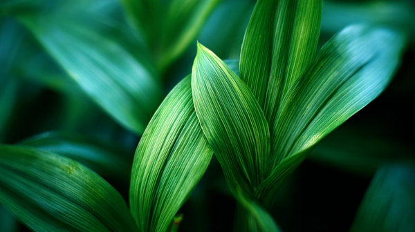 Close Up Of A Green Plant Leaf — Stock Photo