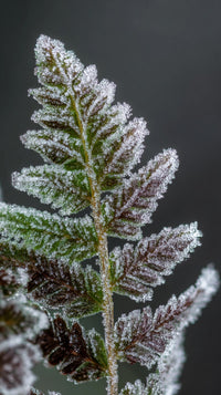 Frost Covered Fern Leaves — Stock Photo