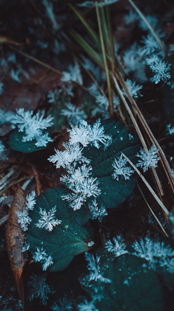 Forest Floor Covered With Snowflakes — Stock Photo