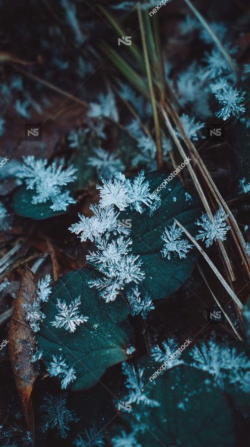 Forest Floor Covered With Snowflakes — Stock Photo