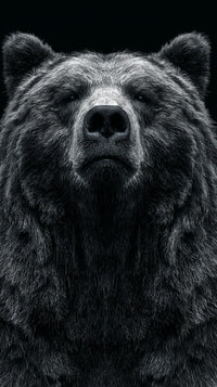 Grizzly Bear Portrait Black And White Top View Close Up Isolated On A Solid Studio Background — Stock Photo