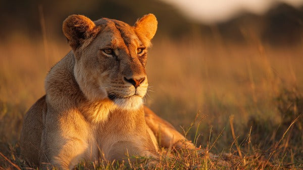 Collection cover image